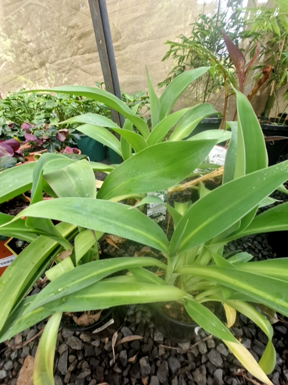 ANTHROPODIUM CIRRATUM NEW ZEALAND ROCK LILLY (14CM)