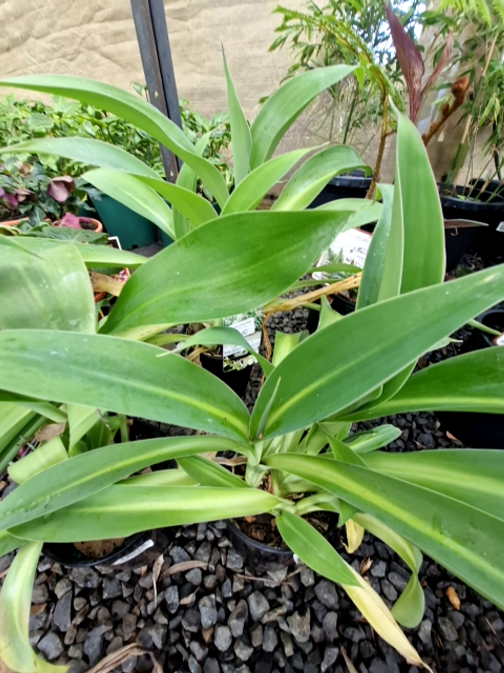 ANTHROPODIUM CIRRATUM NEW ZEALAND ROCK LILLY (14CM)
