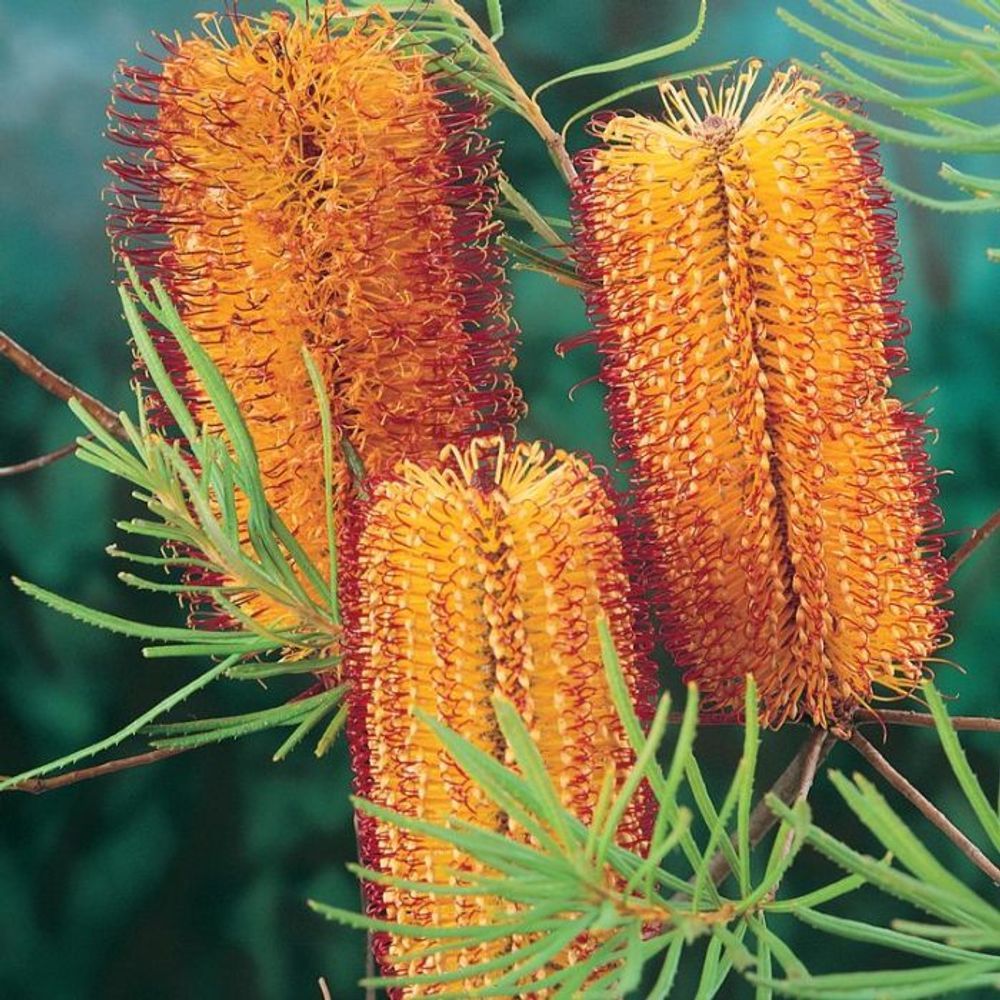 Banksia spinulosa (14cm)