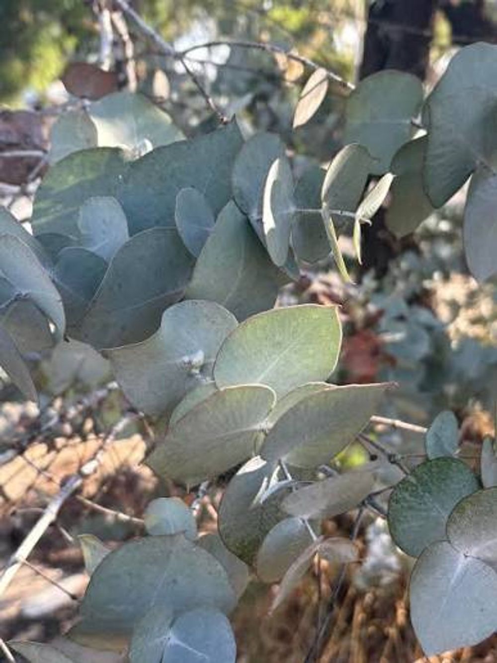 Eucalyptus Crucis (17cm)