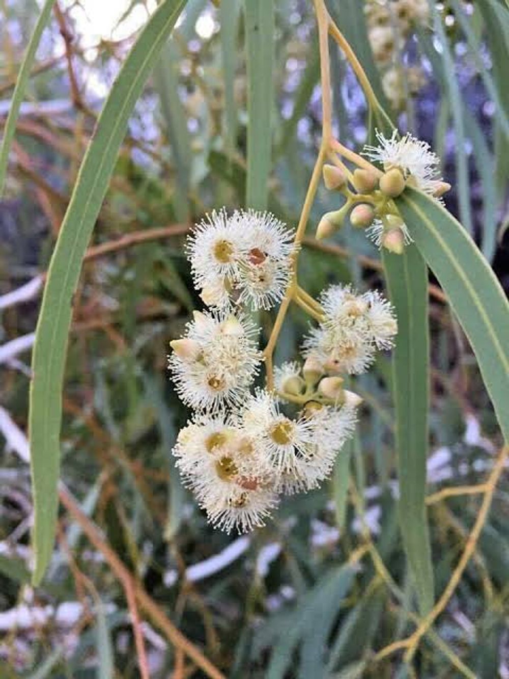 EUCALYPTUS VICTRIX SNOW QUEEN (20cm)