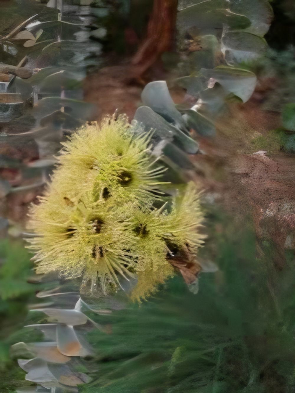 Eucalyptus krueseana (20lt)
