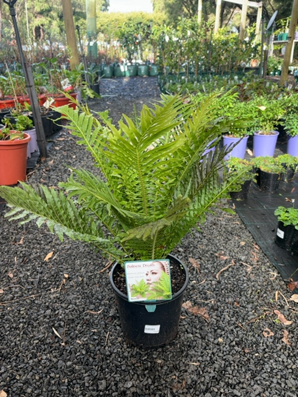 BLECHNUM SILVER lADY (20CM)