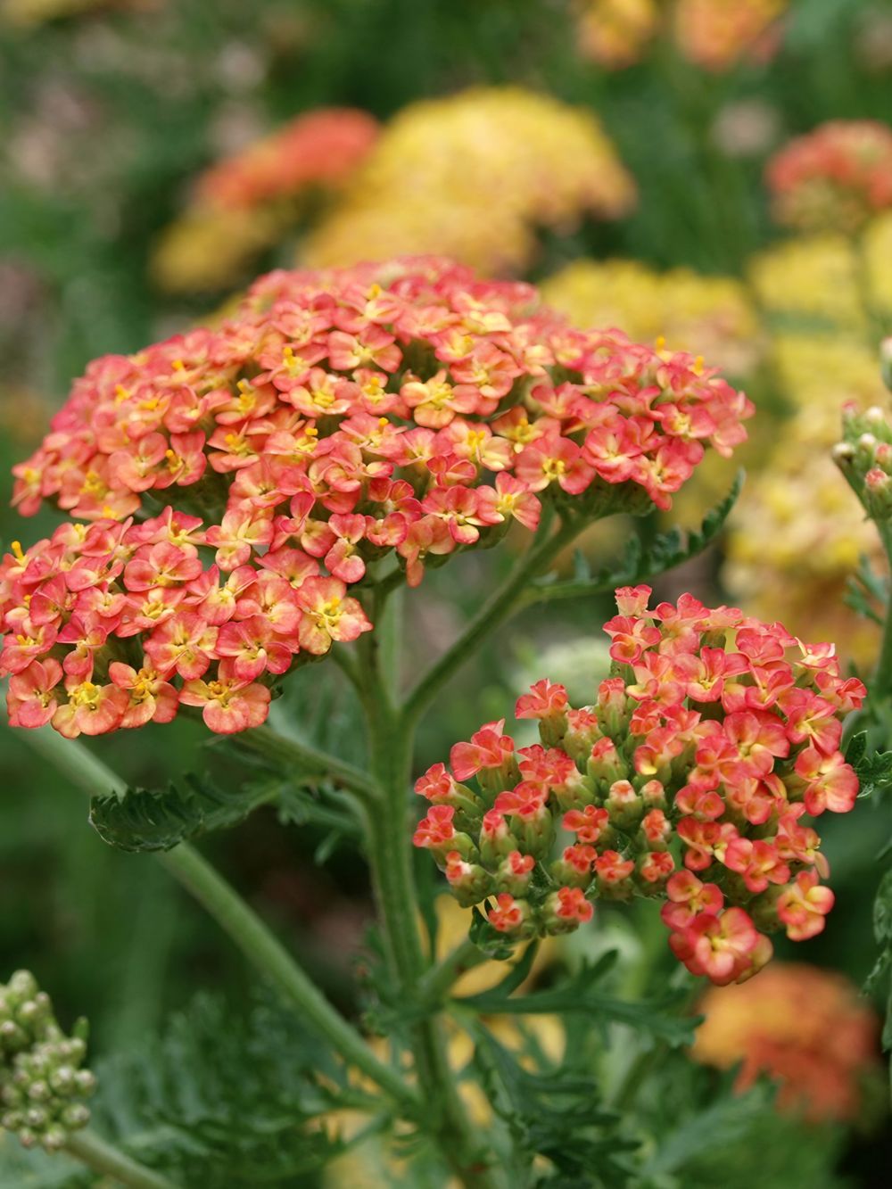 Achillea millefolium Terracotta (14cm)