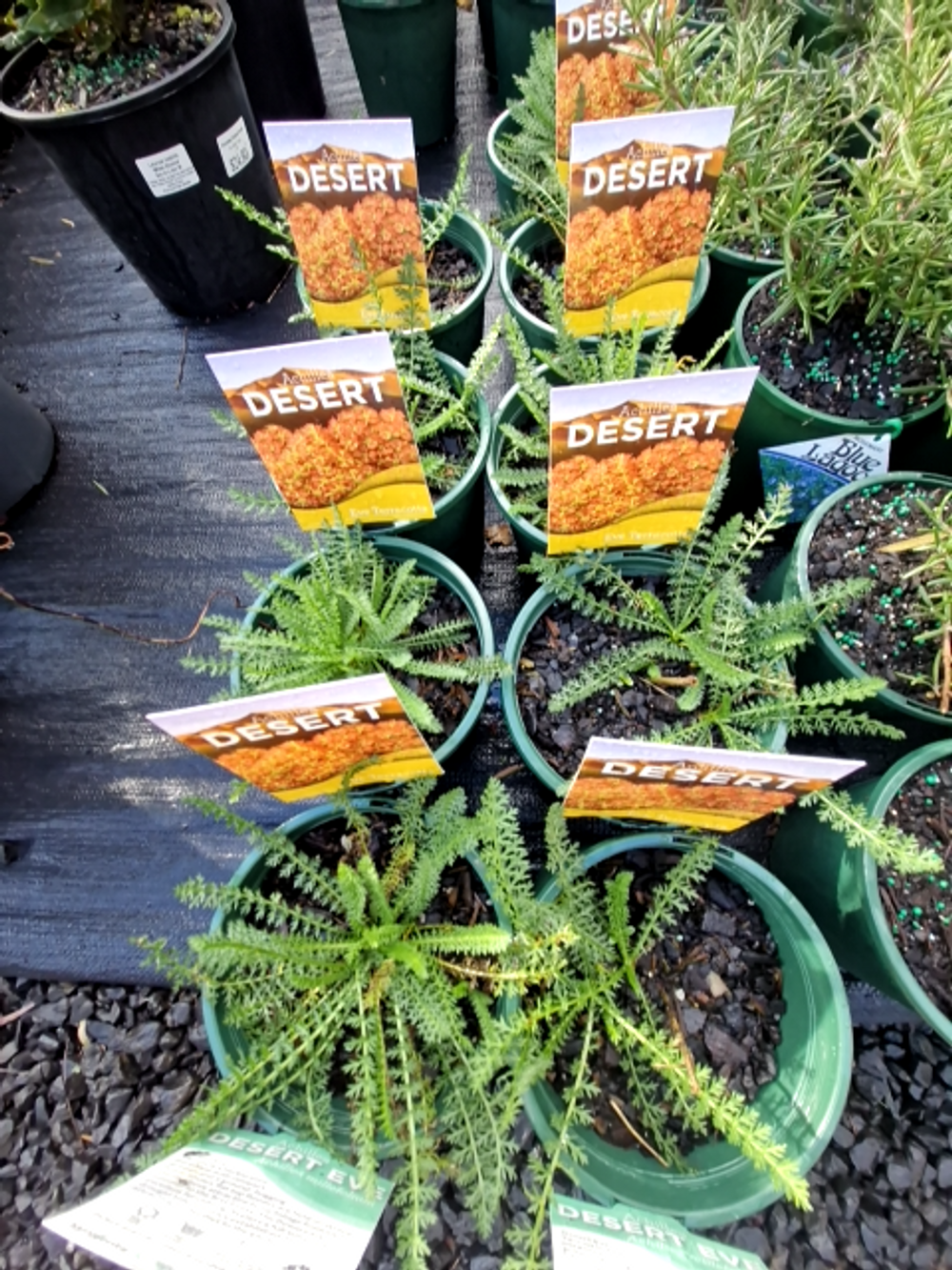 ACHILLEA TERRACOTTA (14CM)
