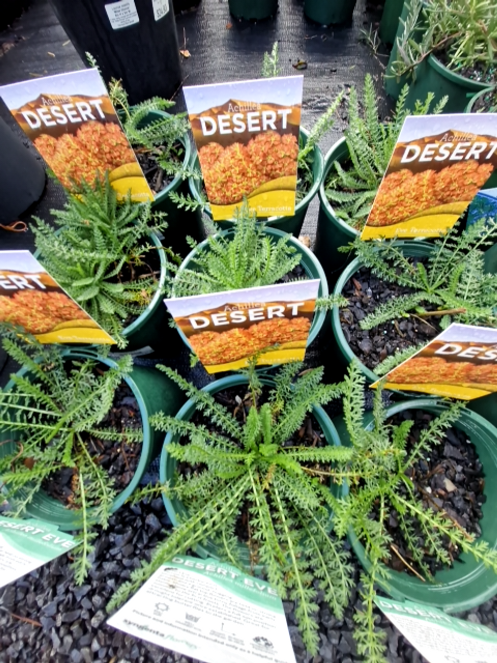 Achillea millefolium Terracotta (14cm)
