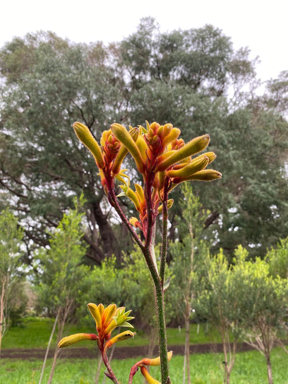 Anigozanthus Gold Velvet (14cm)