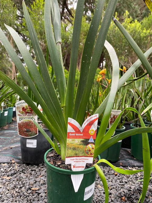 ANIGOZANTHUS GOLD VELVET (14CM)