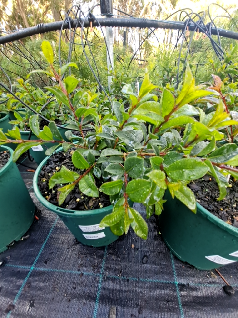 SYZYGIUM PINNACLE (20CM)