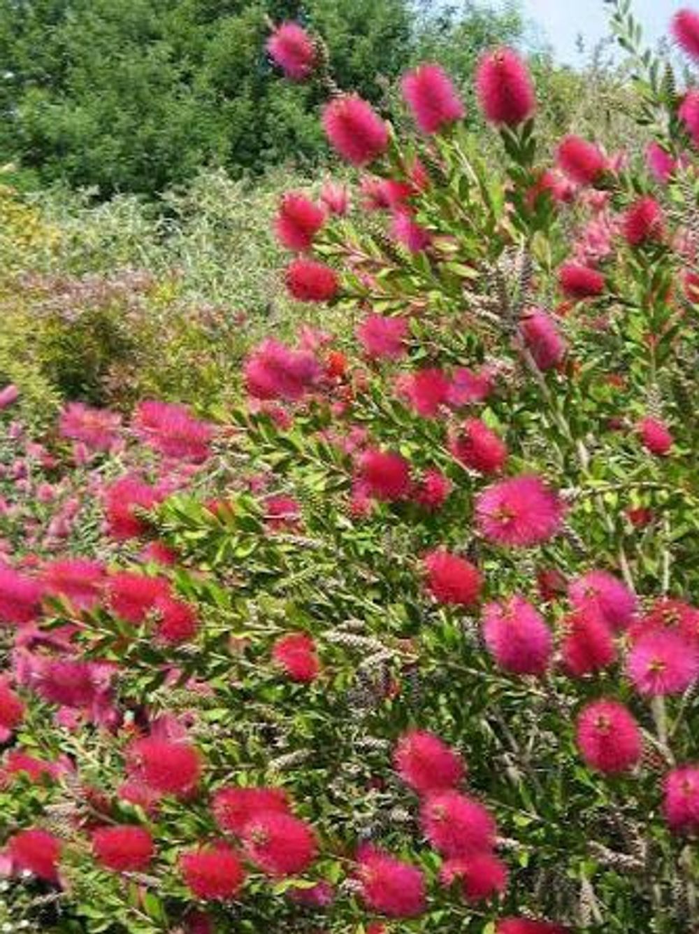 CALLISTEMON HOT PINK (17CM)