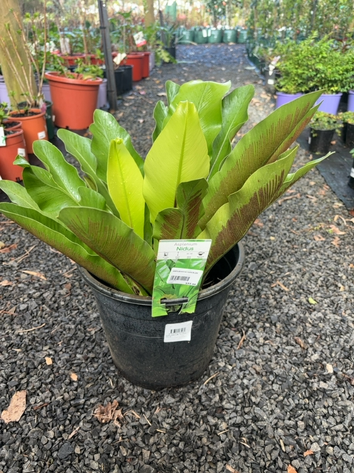 ASPLENIUM NIDUS (30CM)