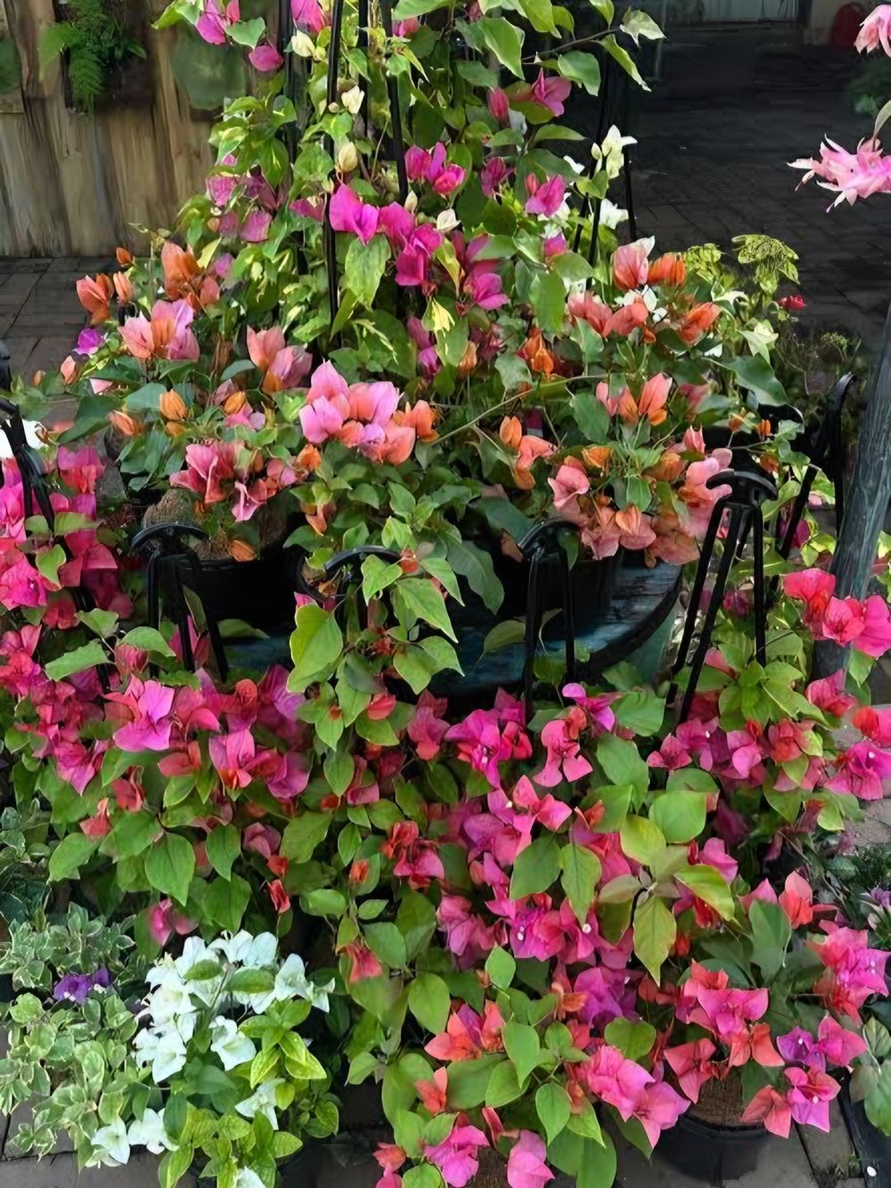 bougainvillea Assorted (17cm)