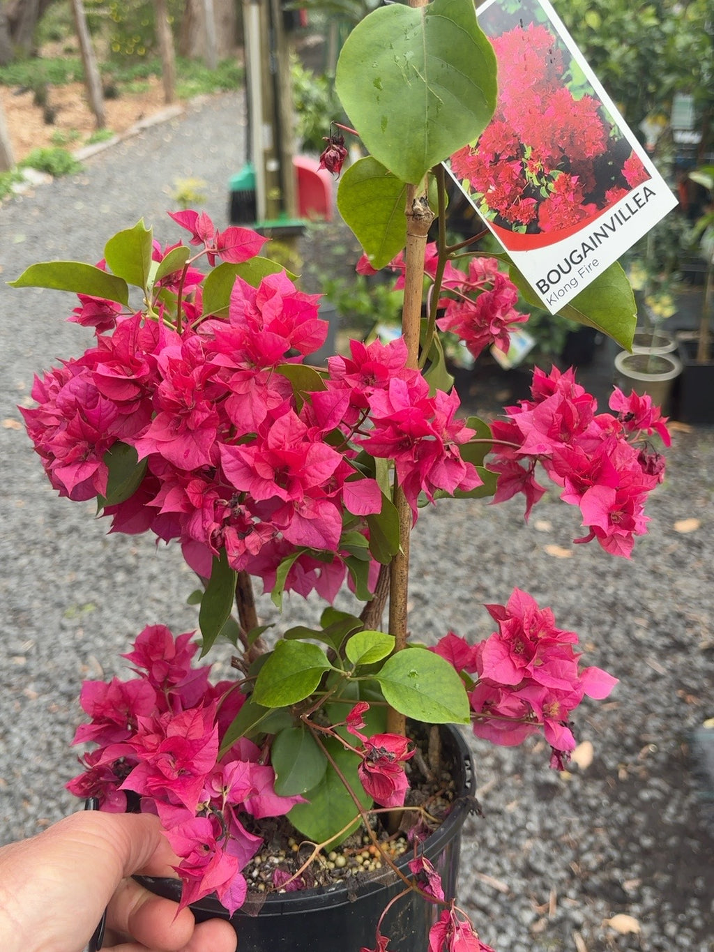 bougainvillea Assorted (17-18cm)