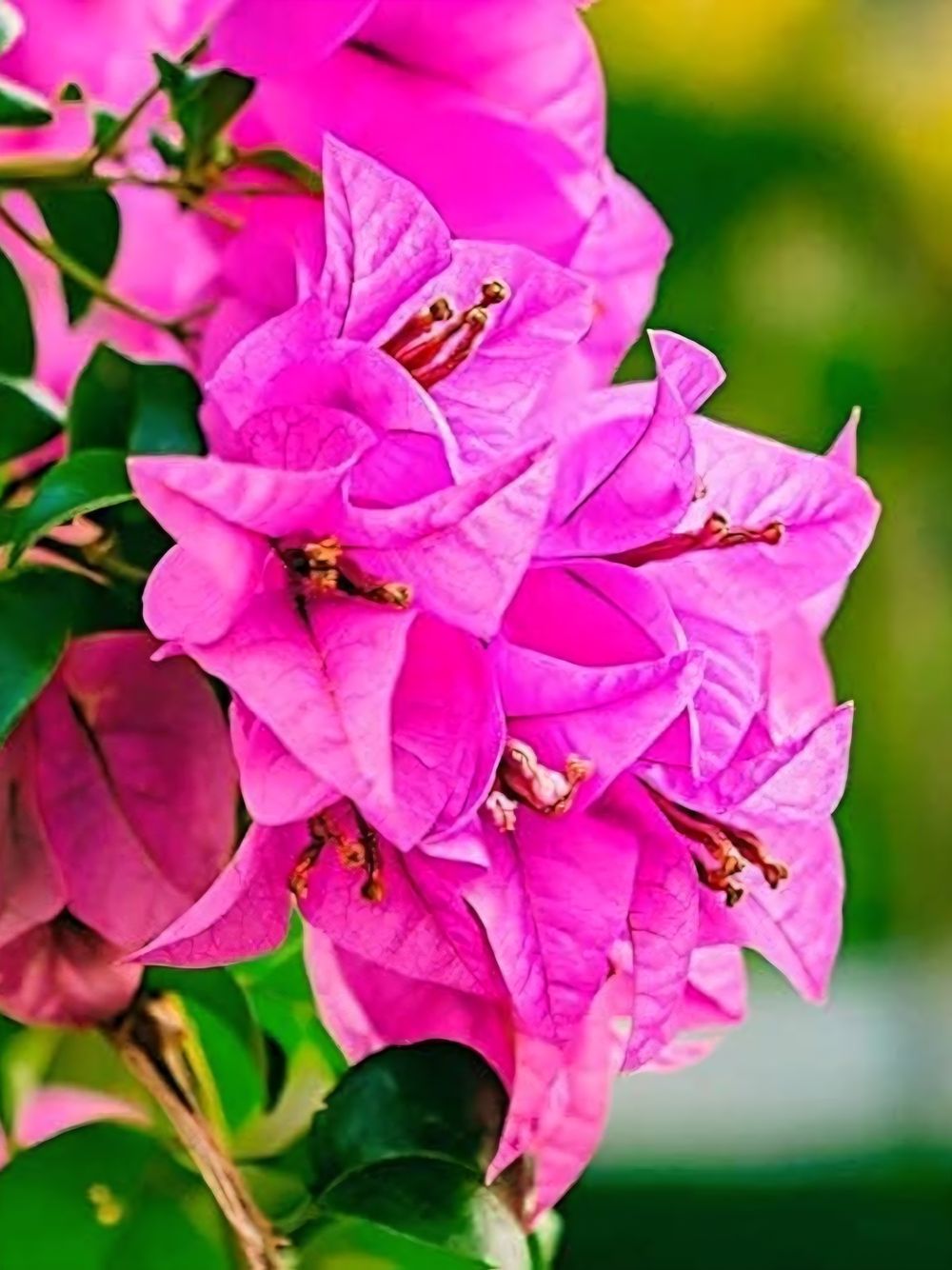 bougainvillea Assorted (17cm)