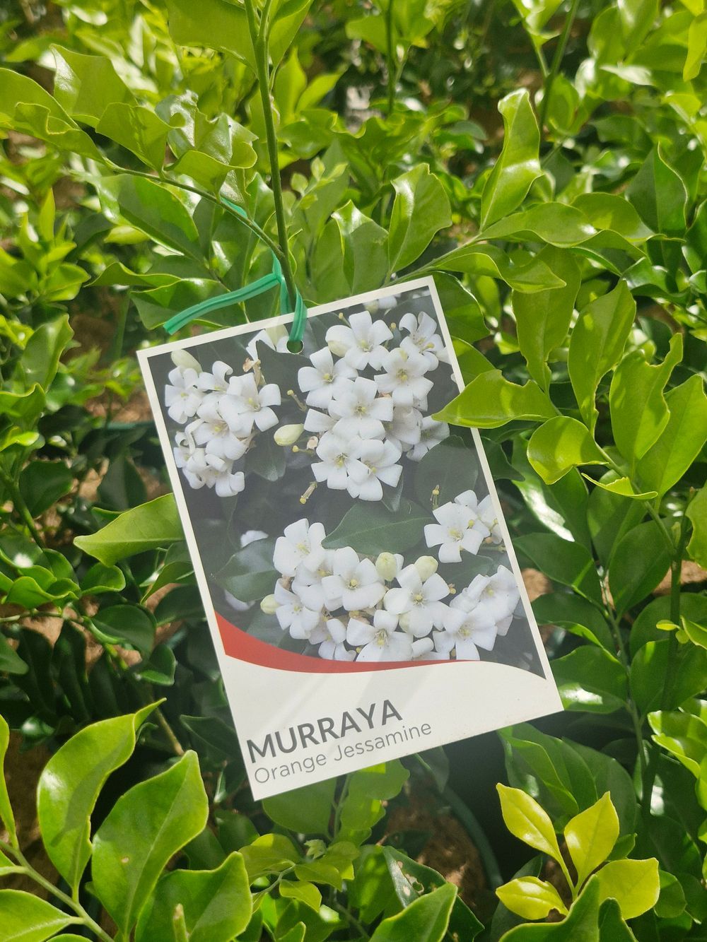MURRAYA PANNICULATA ORANGE JESSAMINE (20CM)