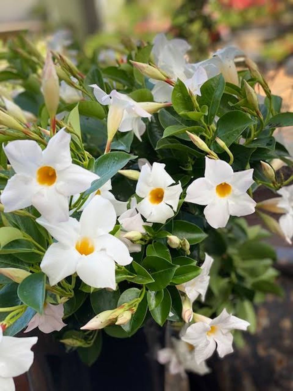 Mandevilla Aloha Bright White (20cm)