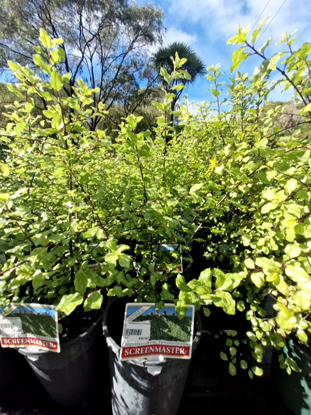 PITTOSPORUM SCREENMASTER (5LT)