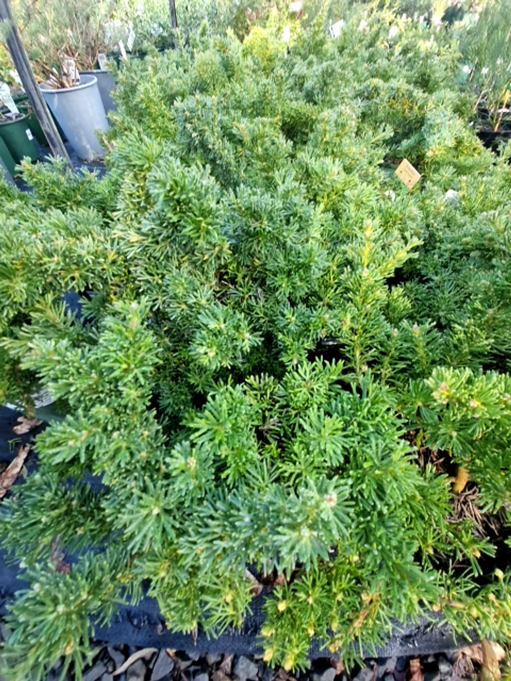 GREVILLEA CRITHMIFOLIA PROSTRATE GREEN CARPET 