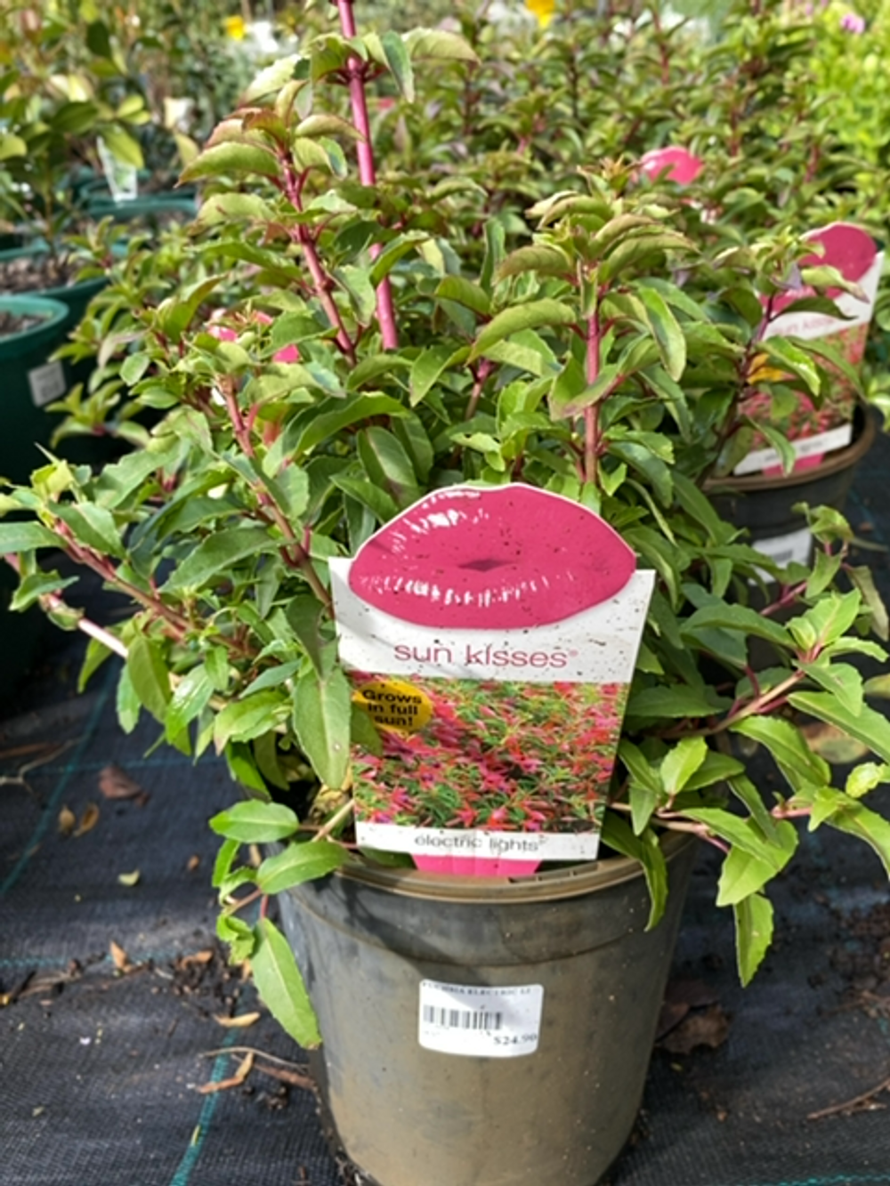 FUCHSIA ELECTRIC LIGHTS (17CM)