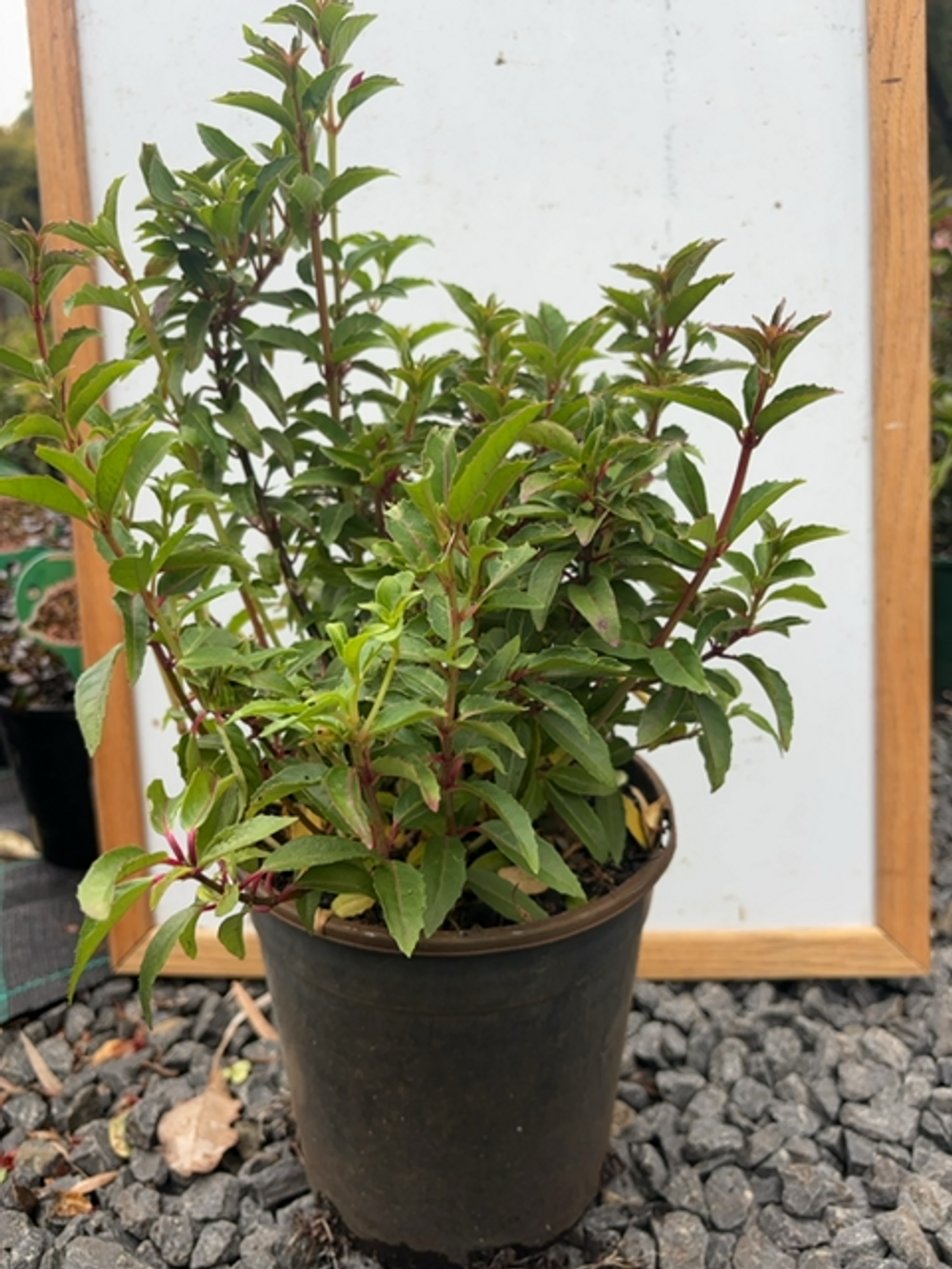 FUCHSIA ELECTRIC LIGHTS (17CM)