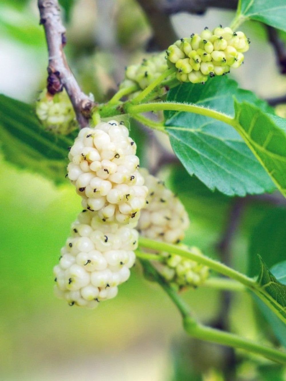 Mulberry White (25lt)