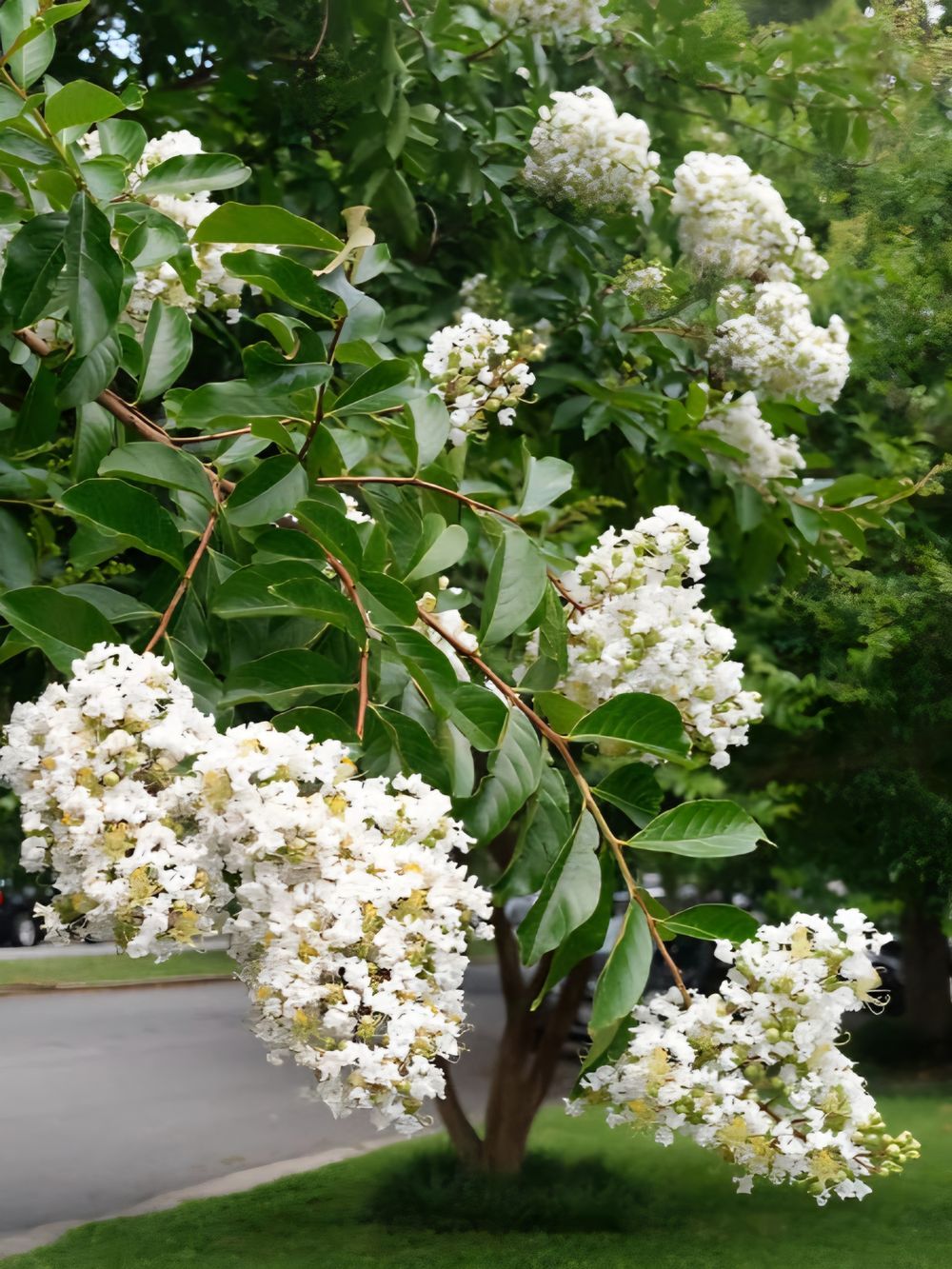 Lagerstroemia indica Natchez Crepe Myrtle Std (45lt)