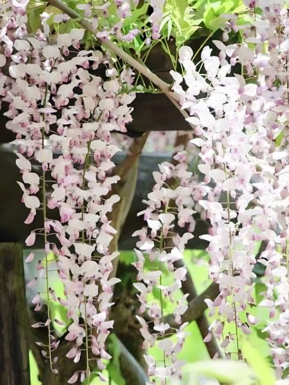 Wisteria floribunda Kuchi Beni (45lt)