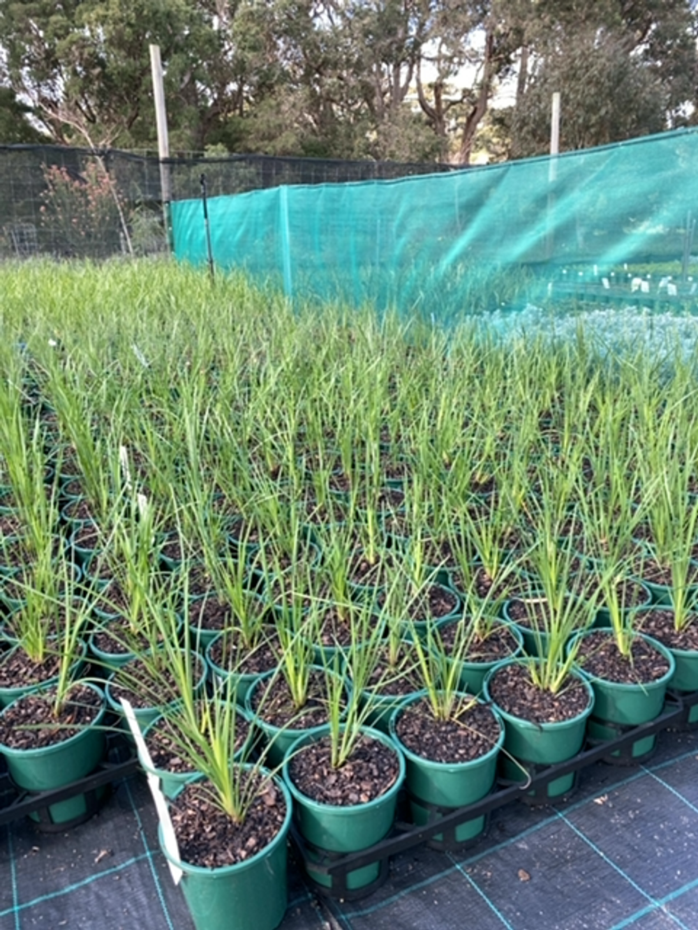 LOMANDRA NYALLA PBR (14CM)
