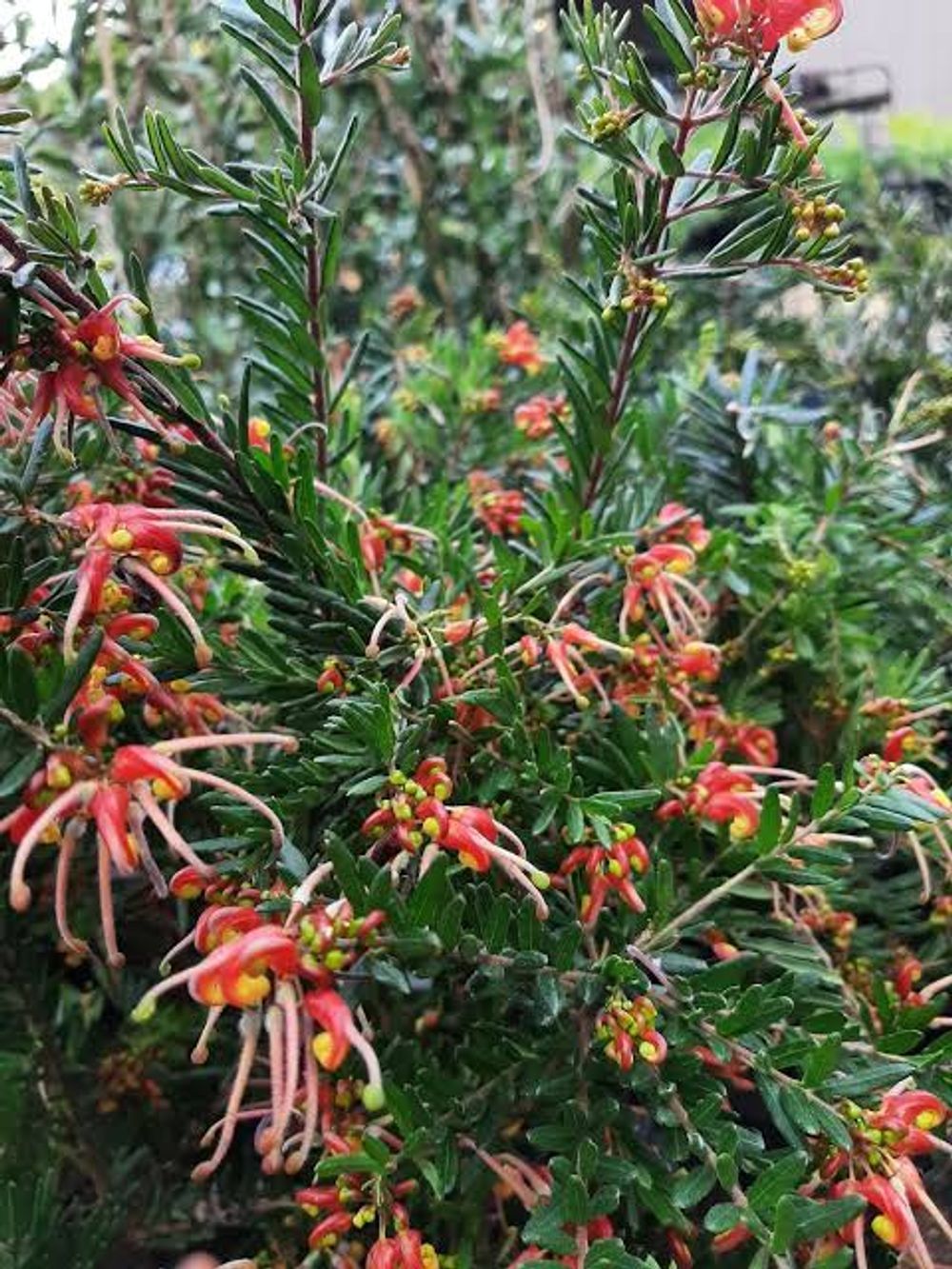 GREVILLEA WINTER FLAME (14CM)