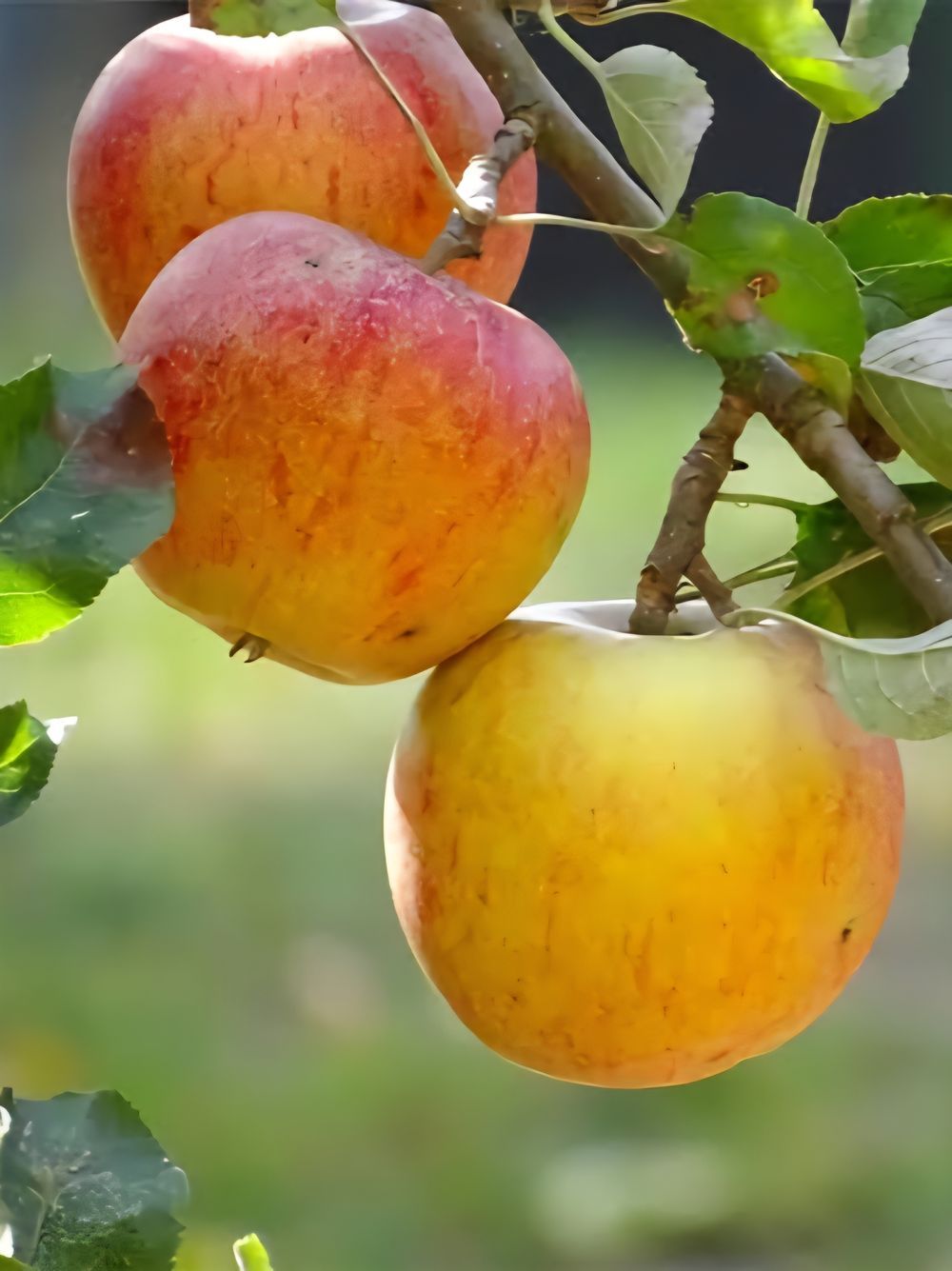 Apple Semi Dwarf Coxs Orange Pippin (15lt)