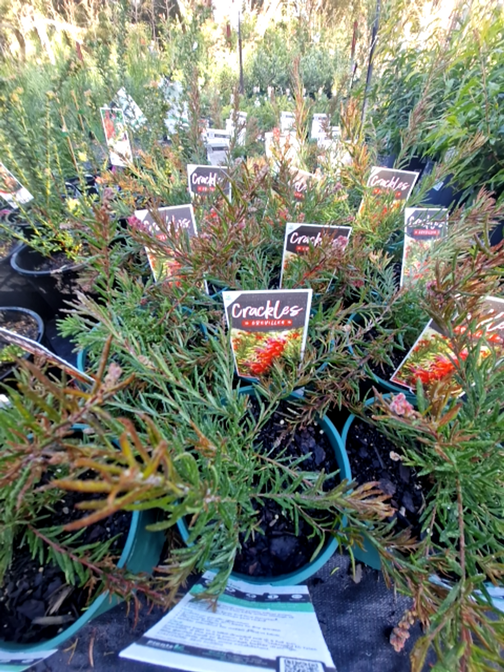 GREVILLEA CRACKLES (17CM)