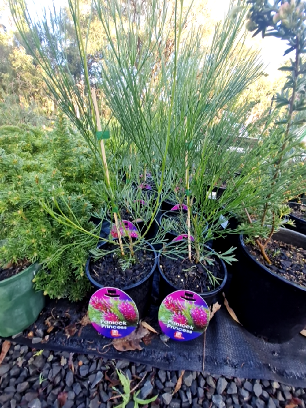 GREVILLEA PANROCK PRINCESS (14CM)