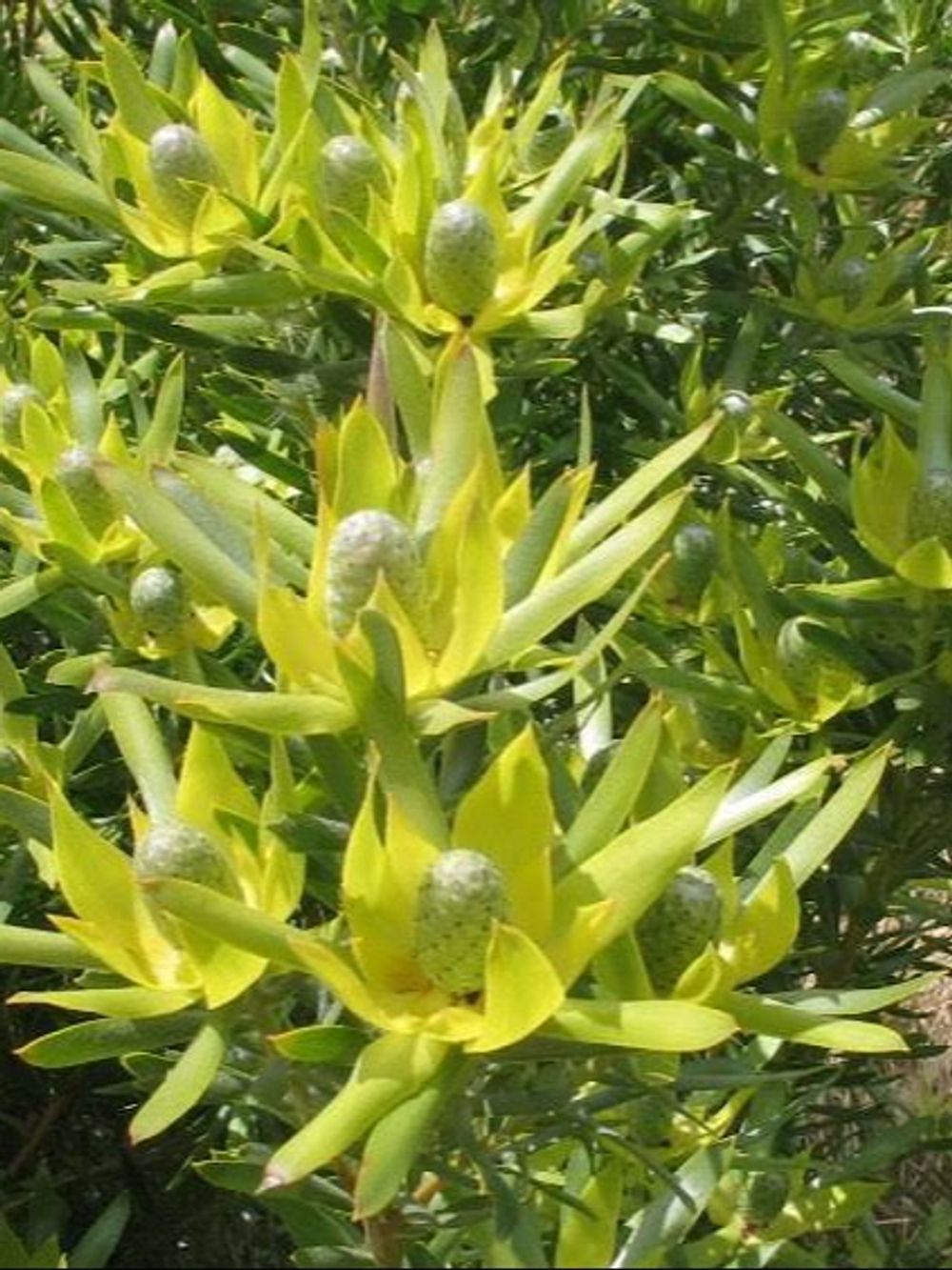 LEUCADENDRON PISA (14CM)