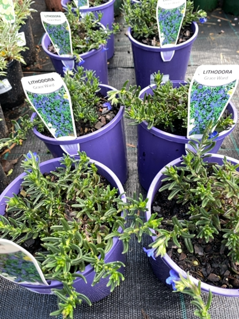 LITHODORA GRACE WARD (14CM)