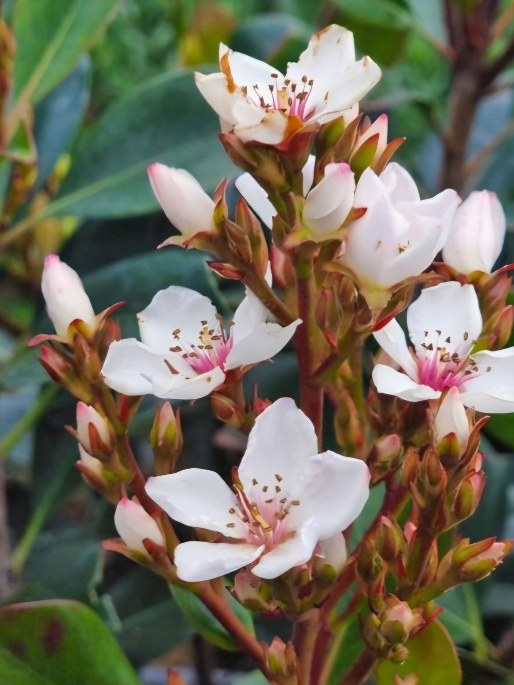 Raphiolepis indica Hot Tips Indian Hawthorn (17cm)