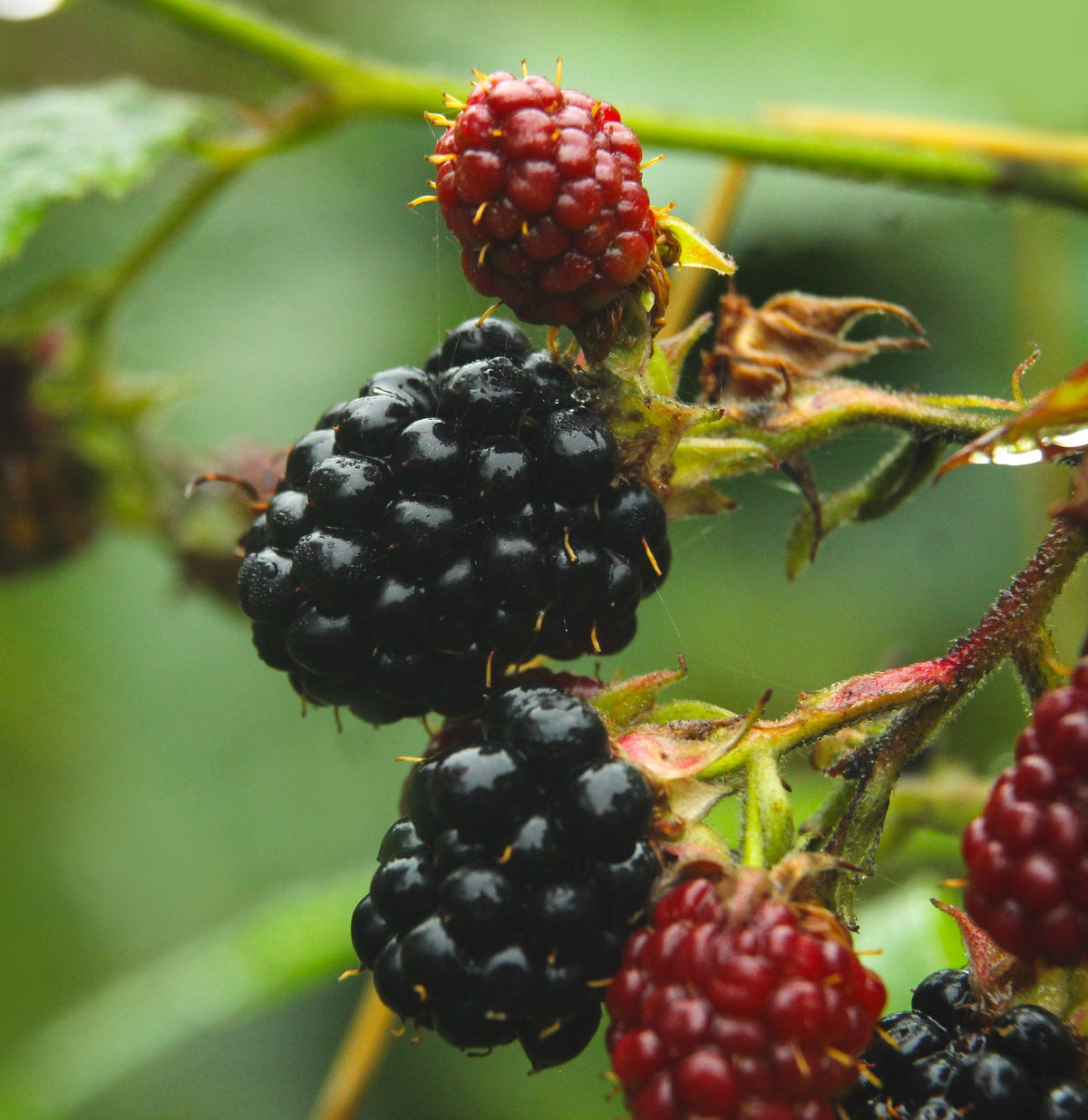 Blackberry Thornless (20cm)