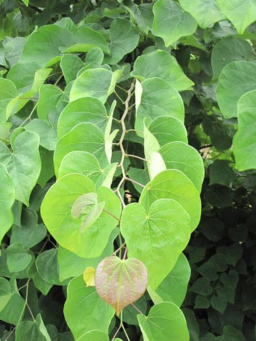 Cercis canadensis Little Woody (35lt)