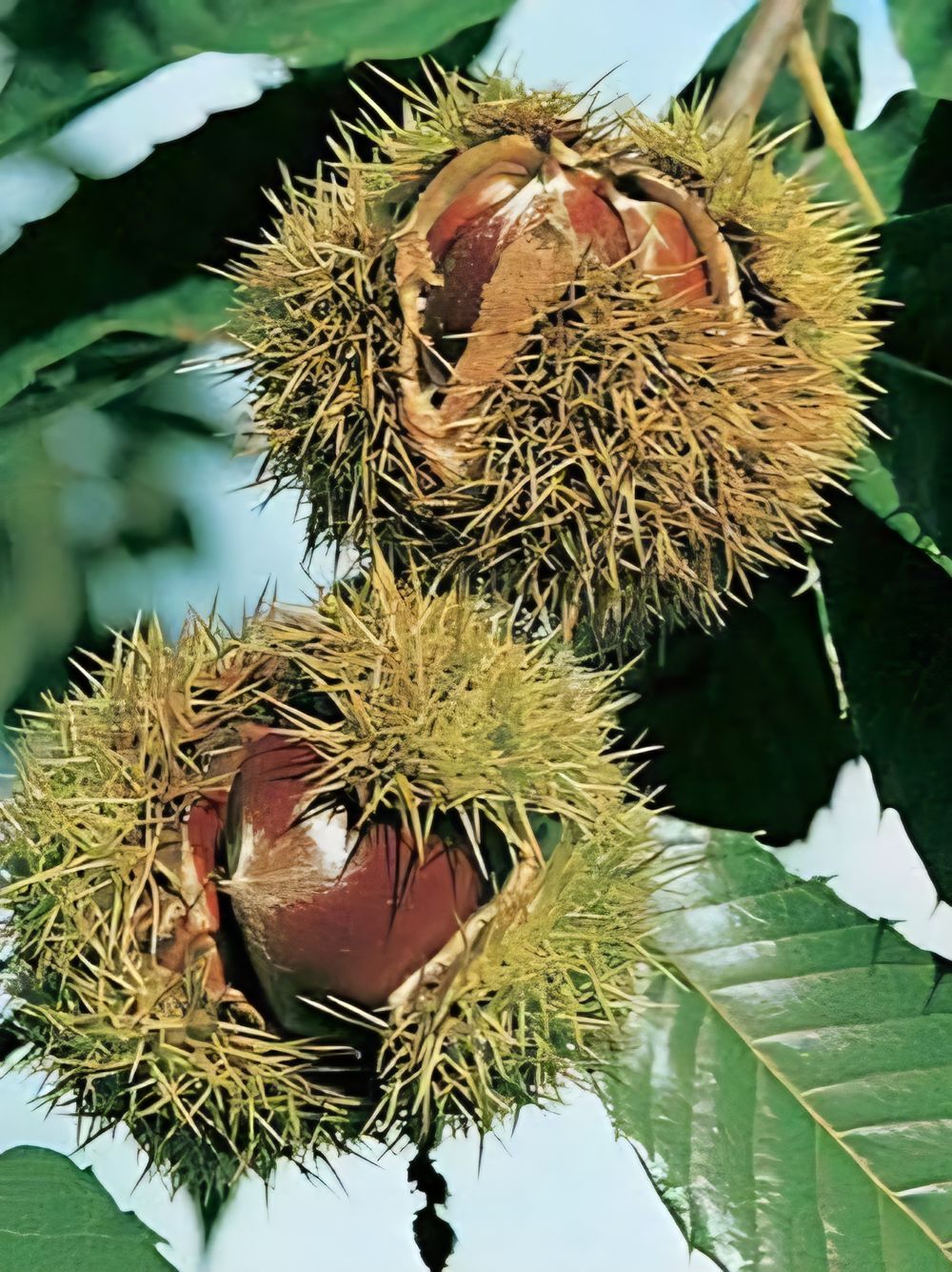 Chestnut April Gold (45lt)