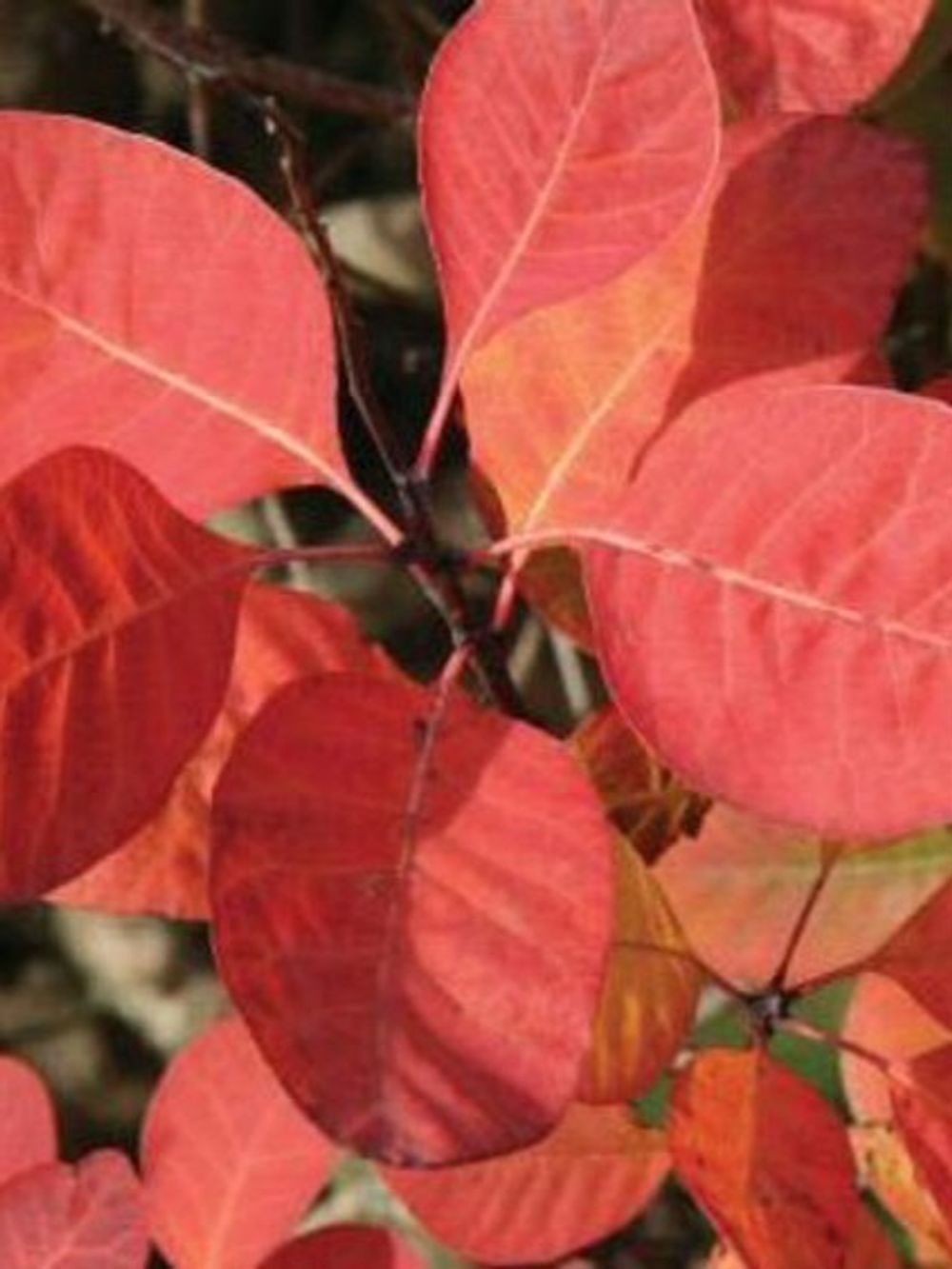 Cotinus coggygria x obovatus Flame Smoke Bush (15lt)