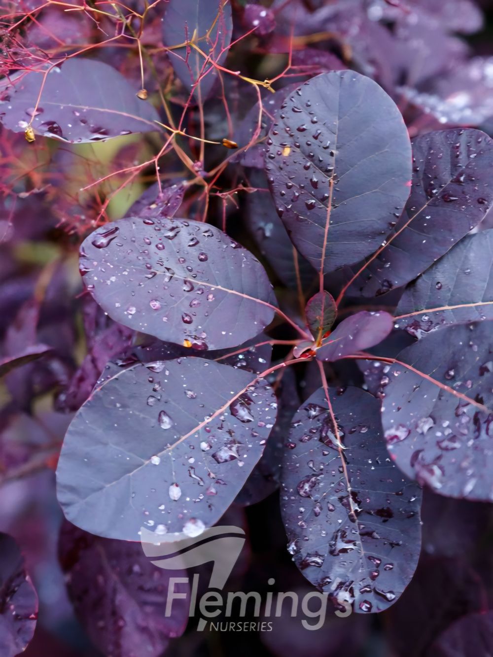 Cotinus foliis purpureis Royal Purple (15lt)