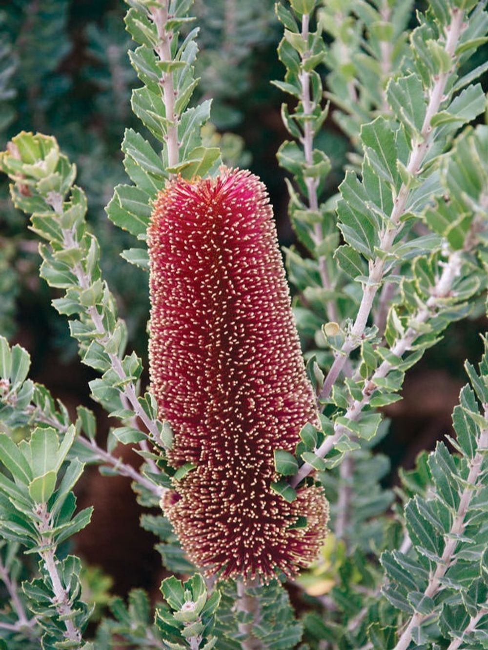 BANKSIA PRAEMORSA  RED (14CM)