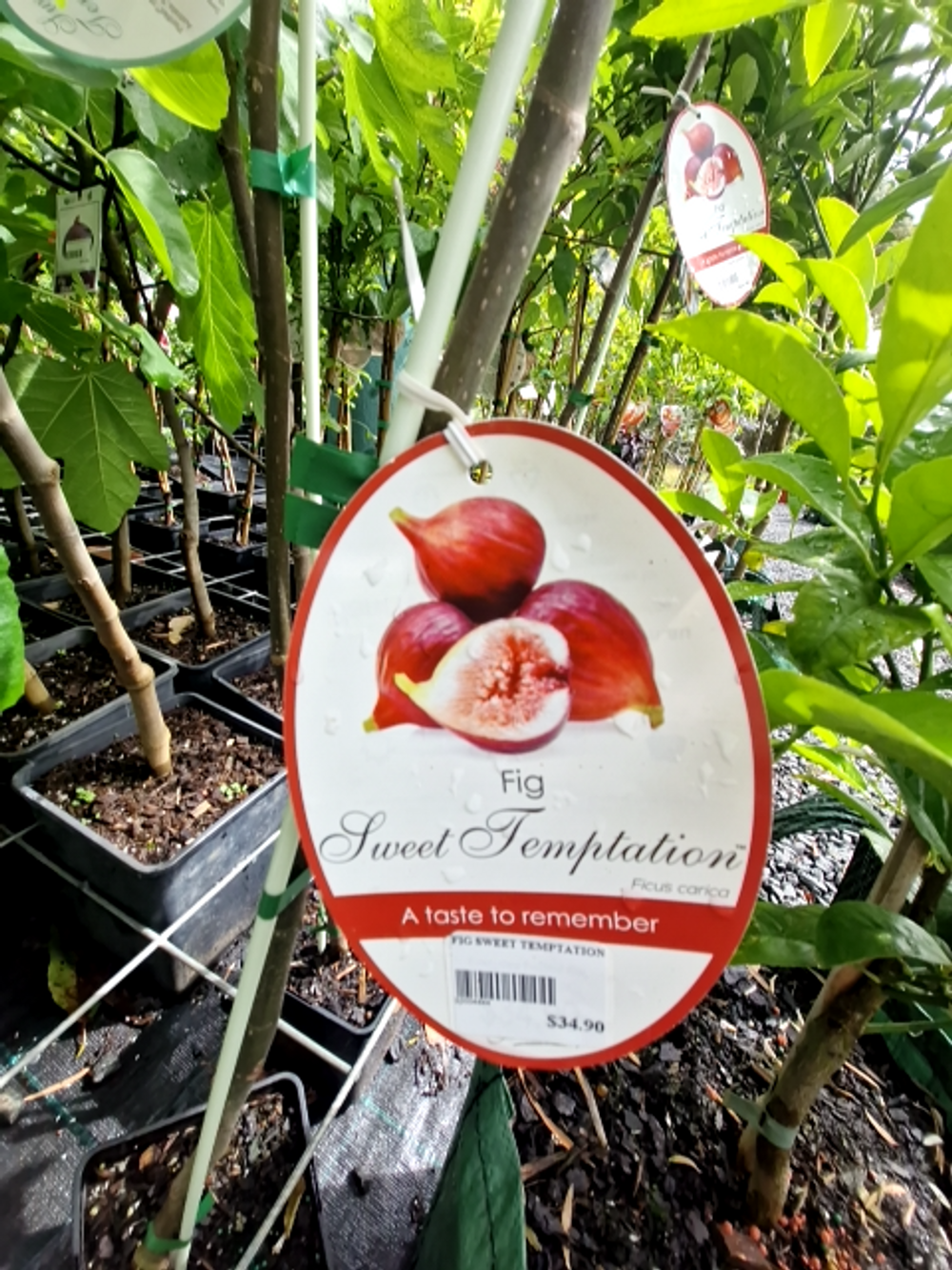 FIG SWEET TEMPTATION (15LT)