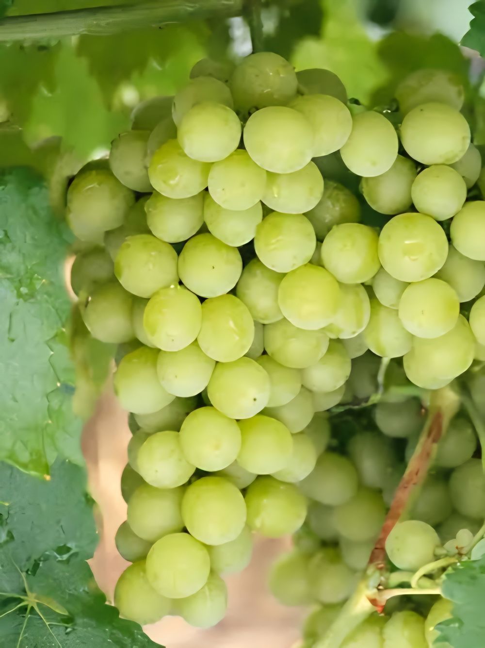 Grape Gordo Blanco (4lt)