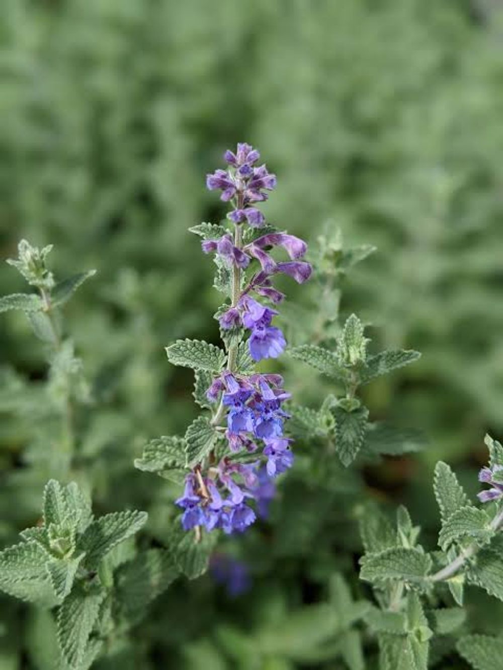Nepeta Walkers Blue Catmint (14cm)