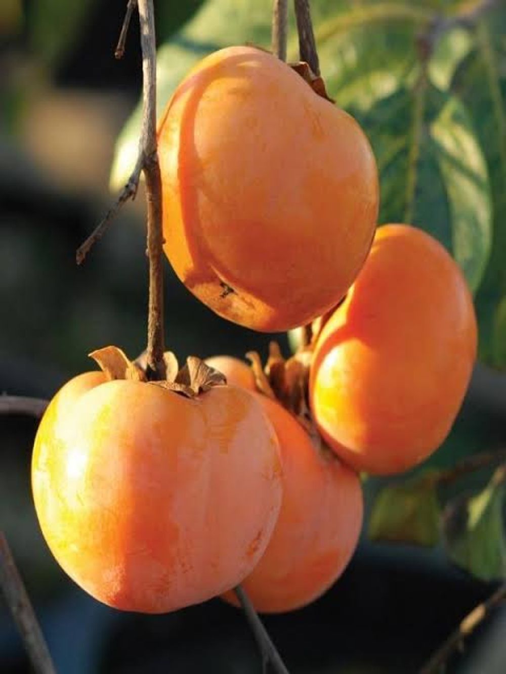 Persimmon Dwarf Jiro (35lt)