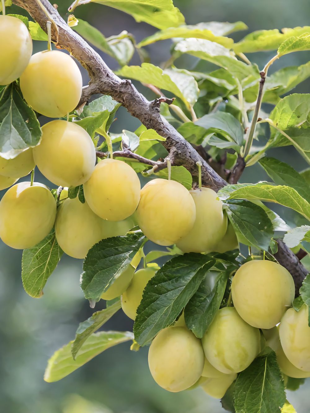 Plum Dwarf Coes Golden Drop (15lt)