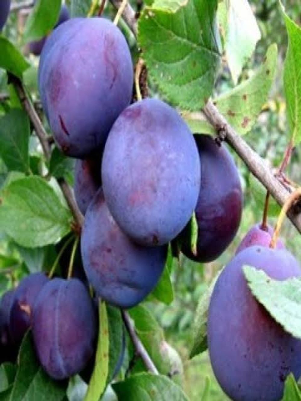 Plum Dwarf Spring Satin (15lt)