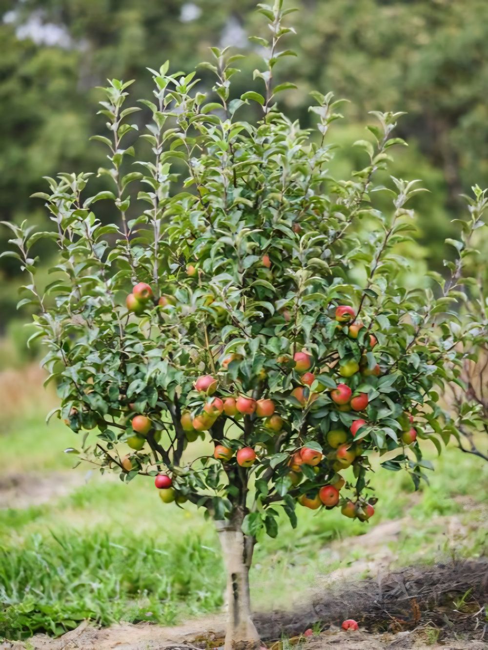 Apple Dwarf Pixie Crunch (15lt)