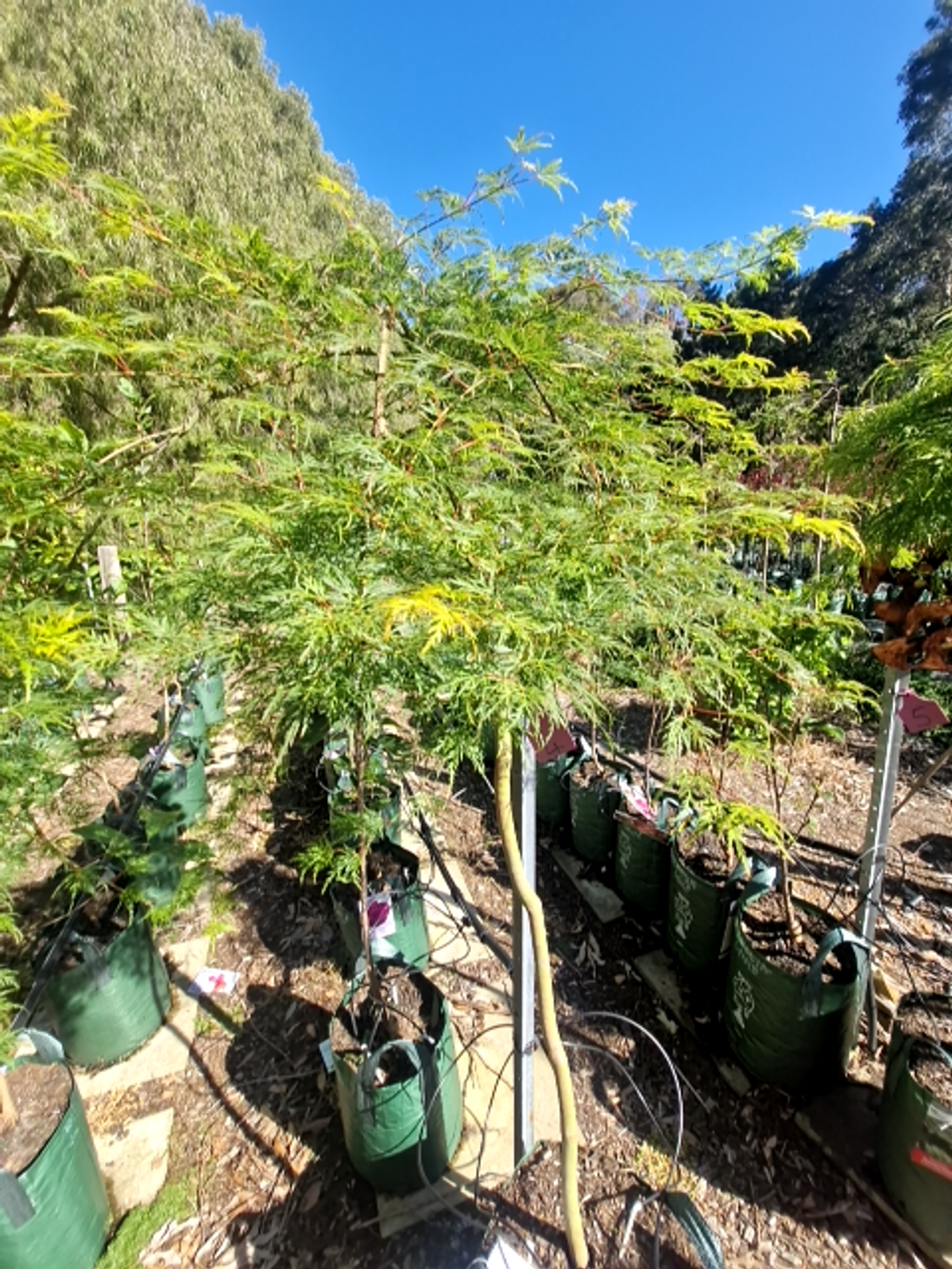 ACER MAPLE VIRIDIS 1.2M TALL STANDARD (35LTR)
