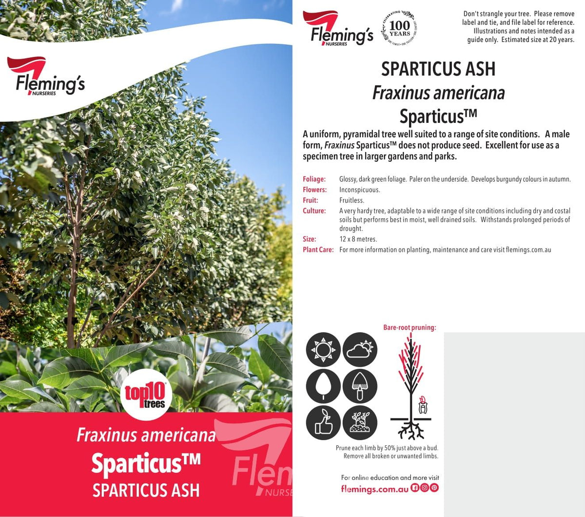 Fraxinus sparzam (45lt)